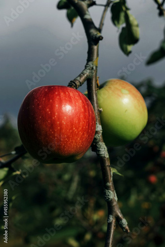 Close-up of two ripe apples on a branch.