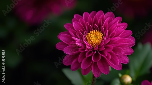 Close-Up of a Deep Magenta Flower with Vibrant Yellow Center in a Rich Green Cosmos Background