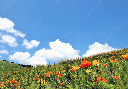 滋賀県のびわこ箱館山ゆり園、高島市のゆり園、びわこ箱館山ゆり園、夏の花畑、滋賀県高島市