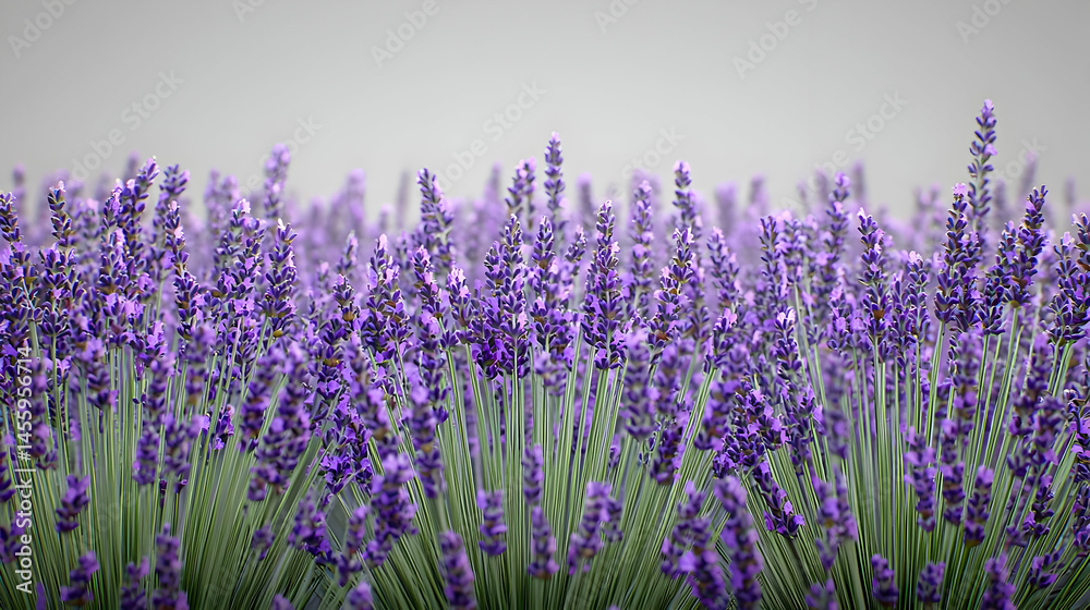 Naklejka premium A field of vibrant purple lavender flowers. Close-up view of numerous lavender spikes against a soft, light gray background. The image conveys a sense of calm and tranquility