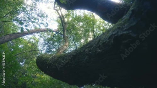 The camera moves around a tall tree trunk covered in green moss, amidst a lush green forest.