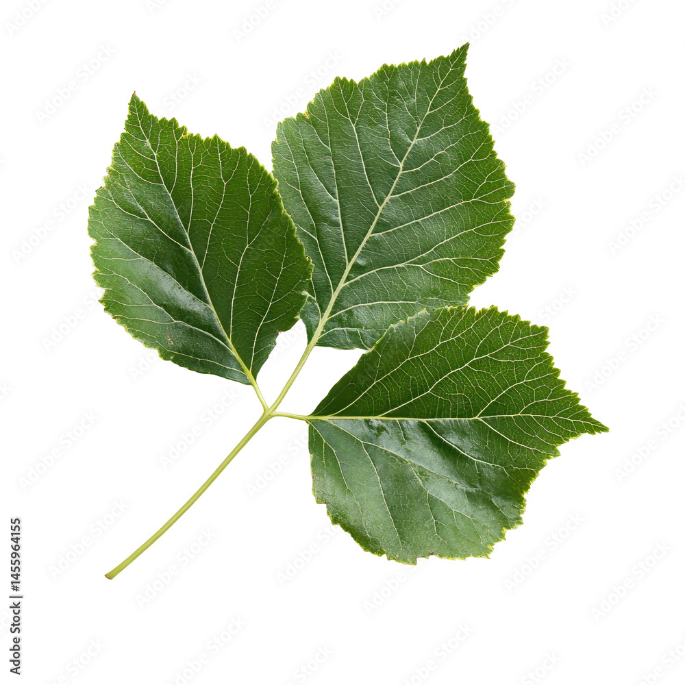 Fototapeta premium Green leaves from a plant showcasing vibrant coloration and fresh textures under natural light in a simple layout