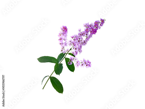 Image of a fully blooming purple bouquet isolated on a transparent background png file.