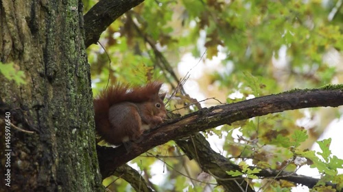 view on a squirrel in a tree in forest