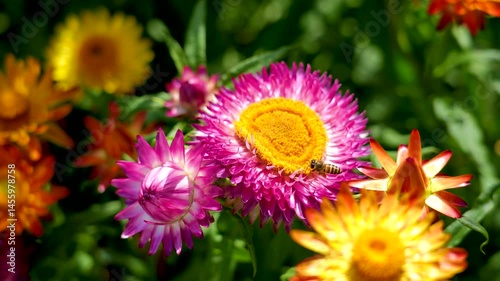 Close up view Pink flowers Strawflower inflorescences and many bees pollinate flowers of different shades in the fields.