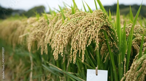 Golden Rice Fields: A Harvest of Abundance