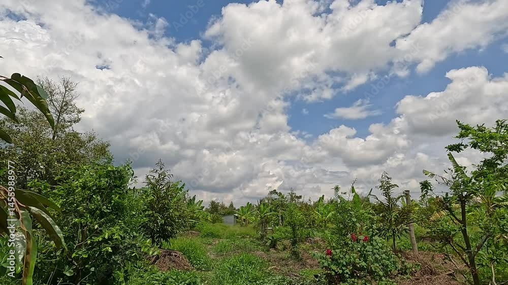 Panning shot of a rural scene in the Mekong Delta, Vietnam, featuring blue sky clouds and lush green vegetation, including various trees and plants. Panning shot of a rural scene in the Mekong Delta, Vietnam, featuring blue sky clouds and lush green vegetation, including various trees and plants.