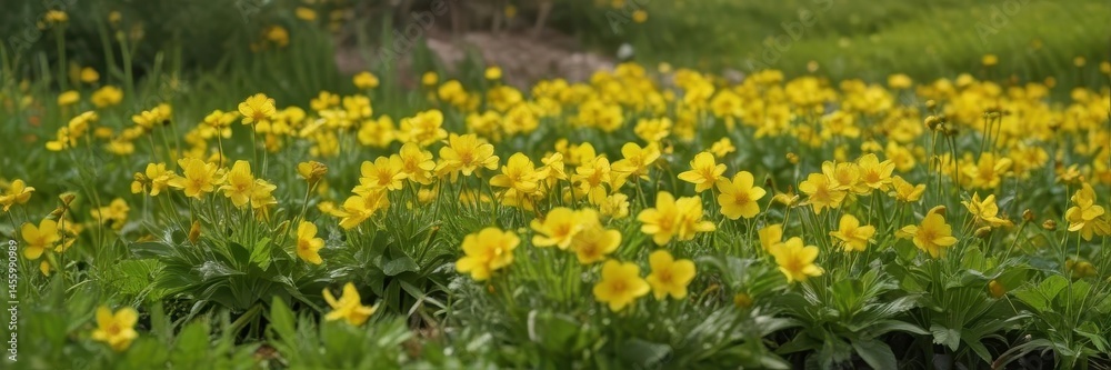 Bright yellow primroses blooming in spring meadow , field, growth, macro Bright yellow primroses blooming in spring meadow , field, growth, macro