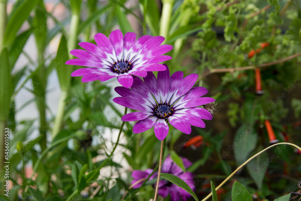 Fototapeta premium Osteospermum Cape Daisy Pink bicolor