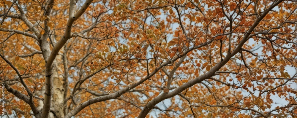 Close-up of diseased tree branches showing brown spots, stock, detail, decay Close-up of diseased tree branches showing brown spots, stock, detail, decay