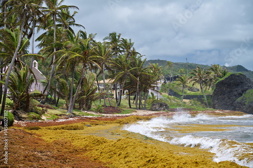 Fototapeta Naklejka Na Ścianę i Meble -  Bathsheba beach at the east coast of Barbados
