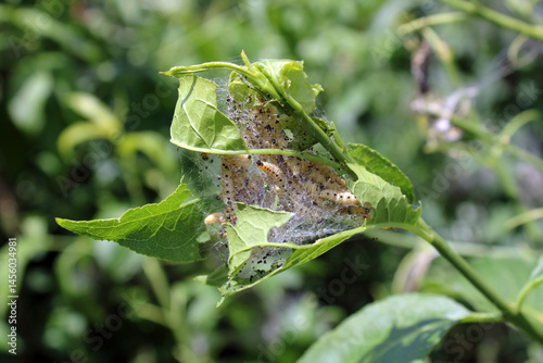 Yponomeuta malinella,  Hyponomeute du pommier ou prunier, chenille ravageur