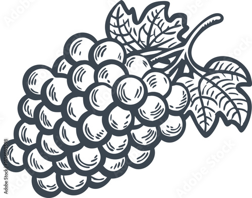 Grape bunches set collection in sketch engraving style, black and white scratch board imitation vintage illustration bundle


