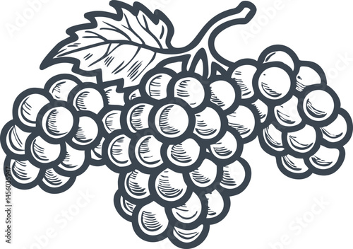 Grape bunches set collection in sketch engraving style, black and white scratch board imitation vintage illustration bundle


