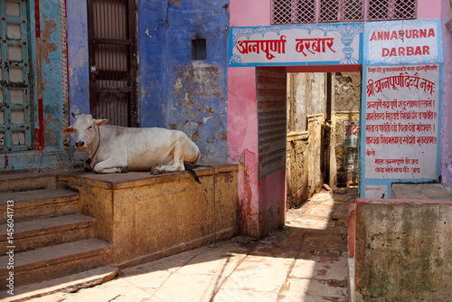 фотографія Sacred Cow Resting in a Colorful Alley of Varanasi, India