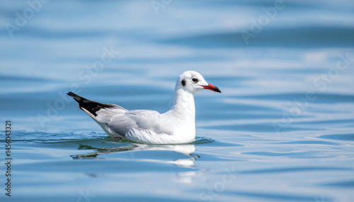 white seagull gracefully swims on calm sea, its reflection shimmering in water. serene environment captures beauty of nature and tranquility of coastal life