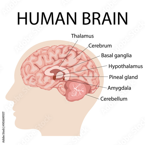 Medical infographic for poster, education, science, and medicine