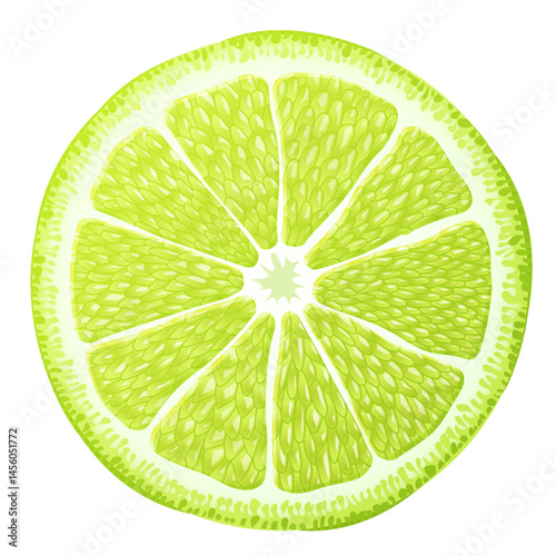 Fresh lime slice close up. Section of key lime fruit isolated on white background. Vector illustration for organic food, agriculture, cooking fruits, healthy eating, etc