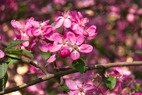 Ornamental malus apple tree plant flowering during springtime, toringo scarlet bright purple pink flowers in bloom on the branch photo