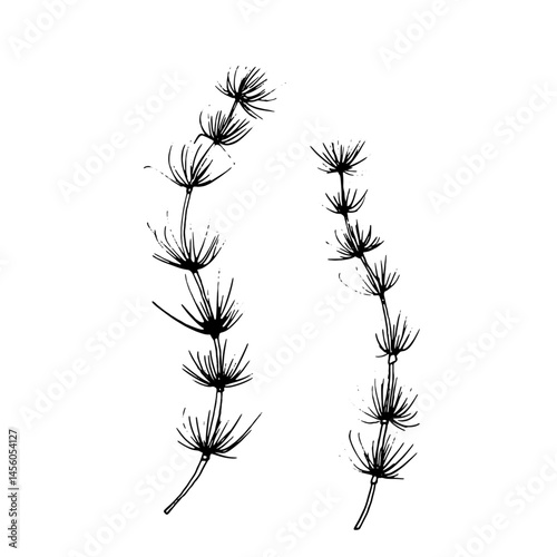 Seaweed, black and white ink sketch. Vector illustration. The underwater world of the ocean and the leaves of plants are isolated on a white background. Linear drawing in a simple style