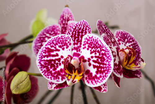 Orchid Doritenopsis. Orchid flower spotted coloration