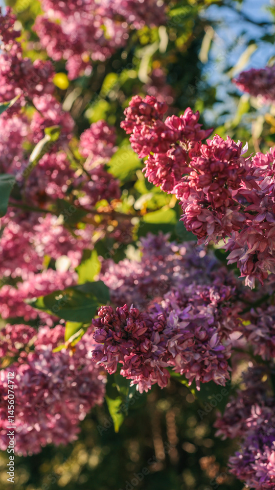 Obraz premium Close-up of vibrant lilac blossoms in full bloom, with soft sunlight filtering through green leaves and a clear blue sky in the background