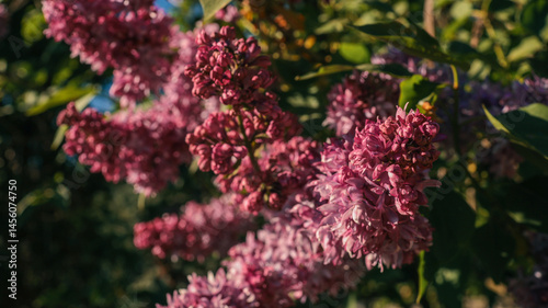 Foto Close-up of vibrant lilac blossoms in full bloom, with soft sunlight filtering t