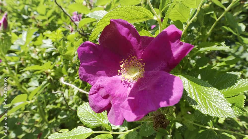 A beautiful purple blossom on a shrub on a sunny day - closeup A beautiful purple blossom on a shrub on a sunny day - closeup