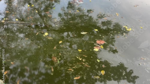 Still green water with floating leaves and dust reflects trees, indicating pollution and stagnation.
 photo