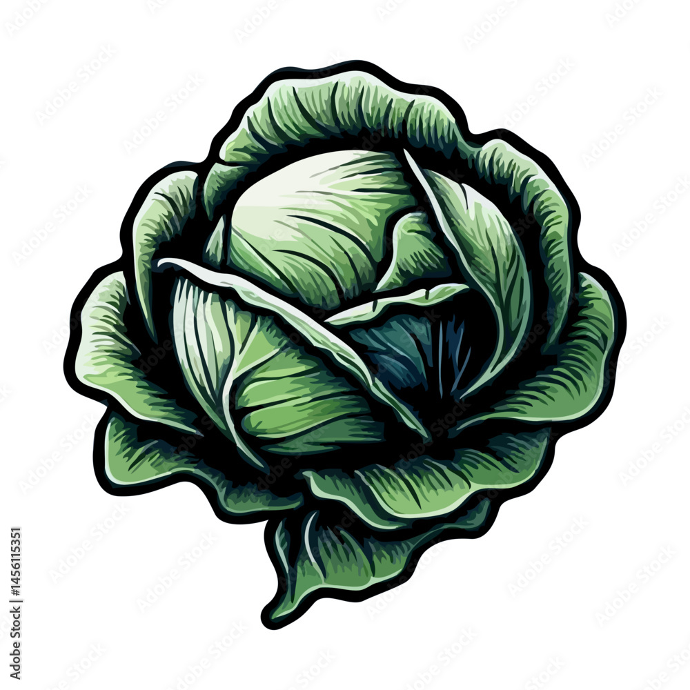Obraz premium Illustrated Cabbage on White Background