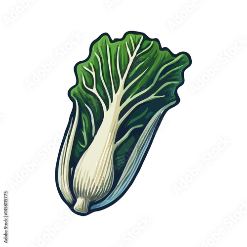 Illustrated Napa Cabbage on White