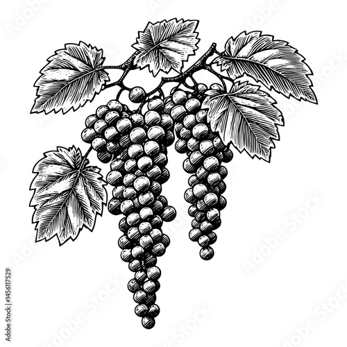 Grapes bunches on vine woodcut style illustration in black and white