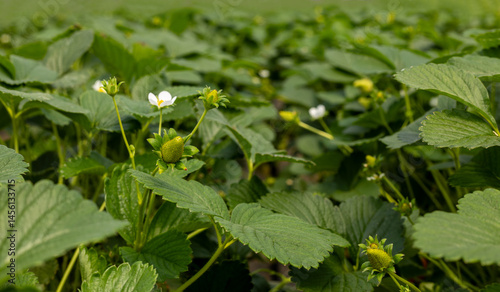 Foto Fresh organic strawberry cultivation in greenhouse.