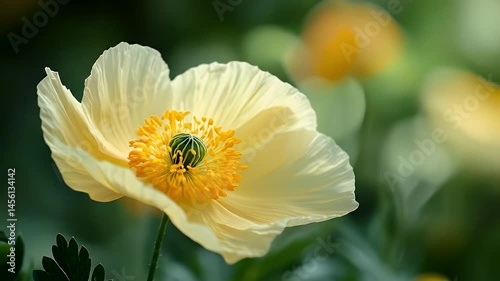 Soft Focus Light Yellow Poppy with Green Stamen in a Blurred Floral Background
