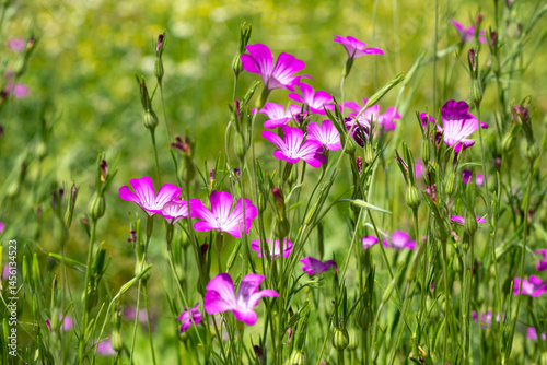 Corn cockle (Agrostemma githago) flowers on the spring field.