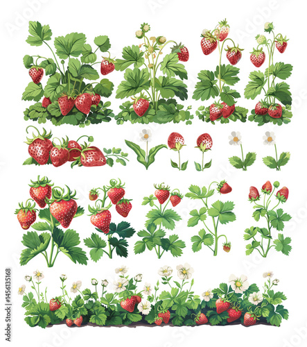 Cartoon strawberry bushes. Garden berries leaves and flowers, natural fresh seasonal fruits with stems growth and blooming, agricultural farm planting fruitage, isolated vector illustrations