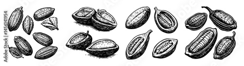 Detailed Illustration of Cocoa Pods and Beans in Black and White Design