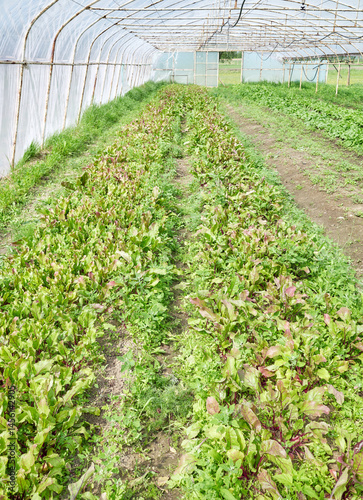 Organic vegetables grown in a polytunnel.