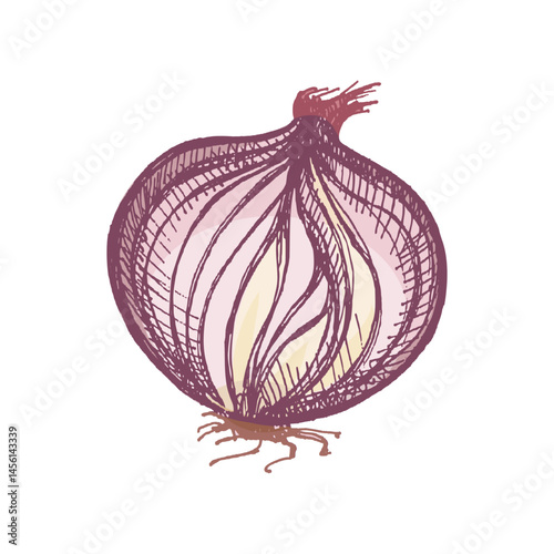 Hand drawn vintage colored sketch of whole onion bulb with peeled layers, isolated vector illustration