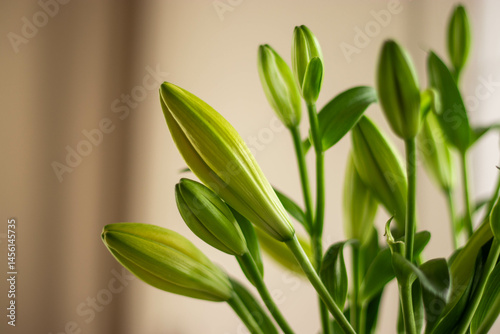 Green lily buds with leaves, softly lit, calm andnatural