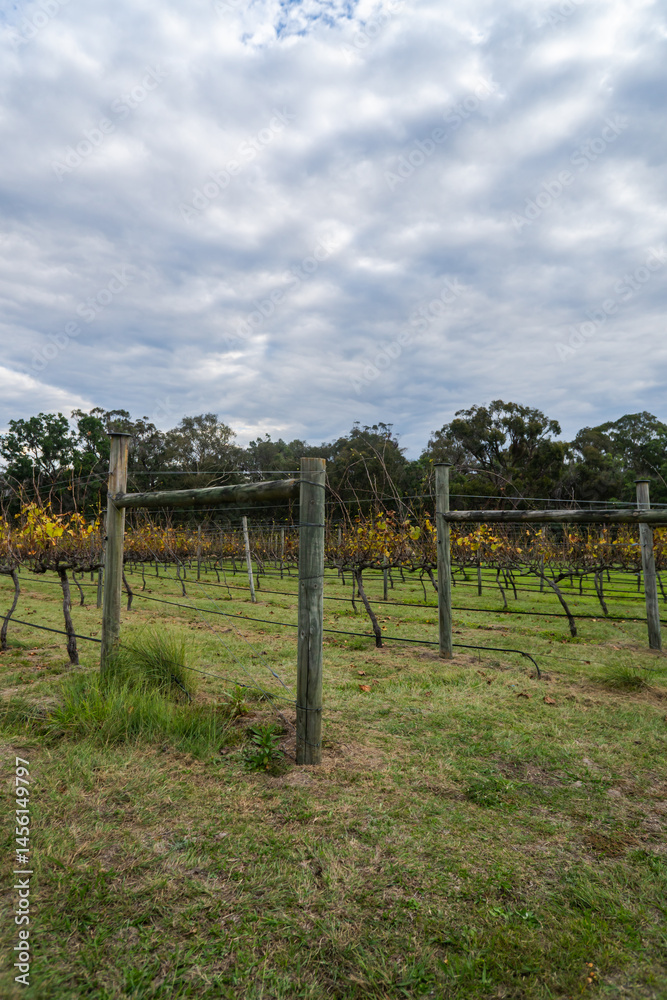 The vineyard at Ravenscroft vineyard, QLD, Australia The vineyard at Ravenscroft vineyard, QLD, Australia