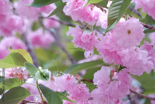 Delicate Pink Blossoms on a Spring Branch