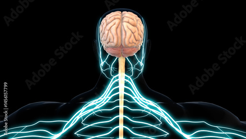human brain central nervous system anatomy for medical concept 3D rendering