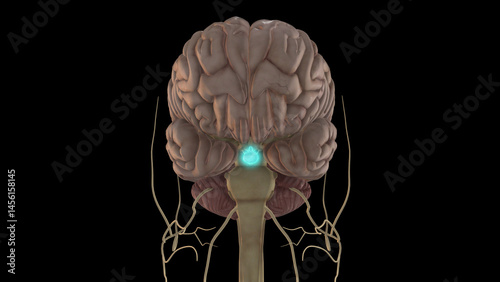 human brain pituitary gland anatomy for medical concept 3D rendering