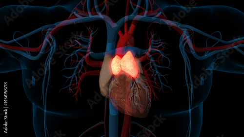 Tableau sur toile human thymus gland anatomy for medical concept 3D rendering