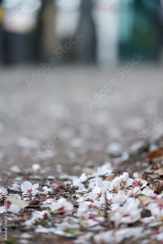 Fragile white blossoms delicately contrast the blurred gritty urban backdrop
