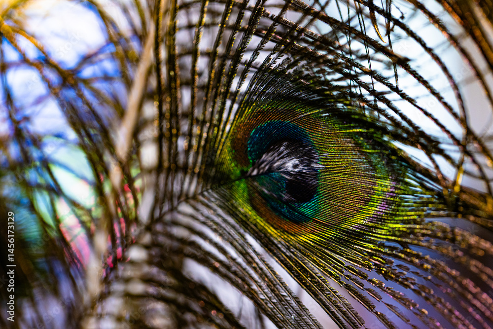 Closeup of peacock feather background