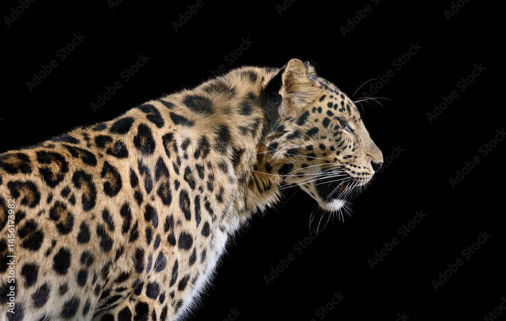 Obraz premium Powerful spotted leopard in profile against a black background.