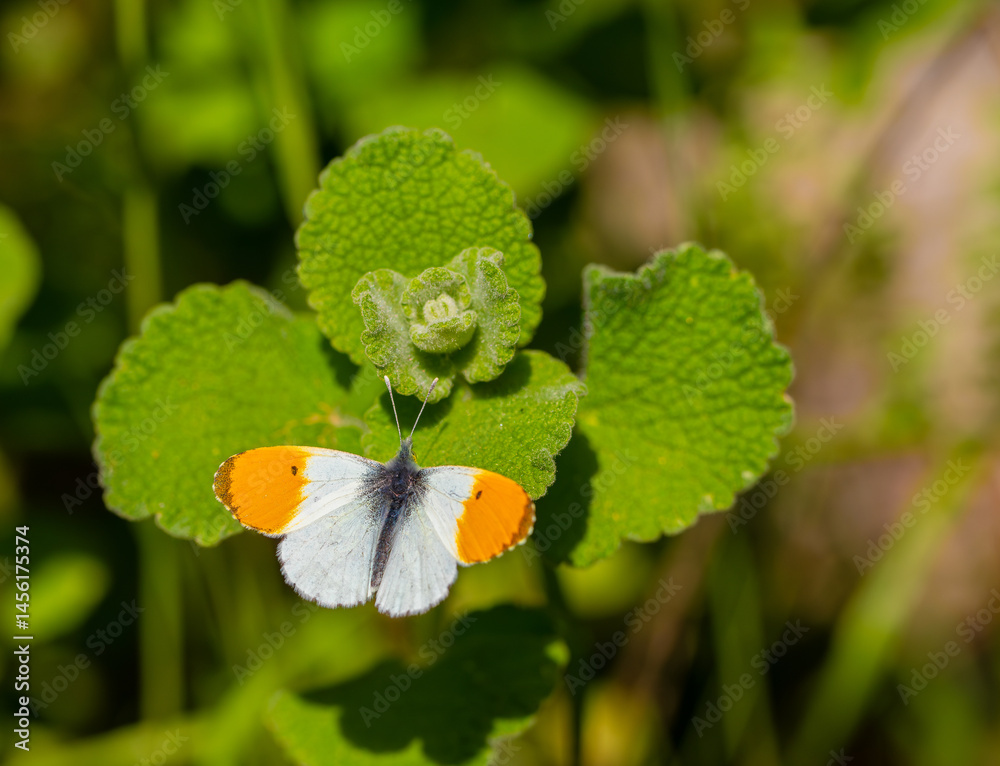 Orange Ornate Butterfly (Anthocharis cardamines) on plant