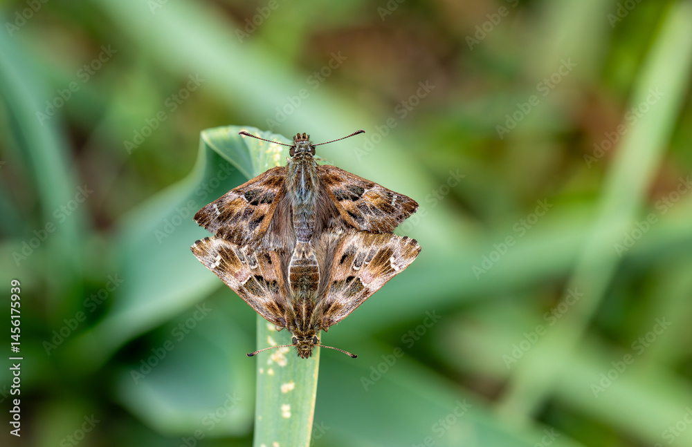 Marshmallow Skipper butterfly pair (Carcharodus alceae)
